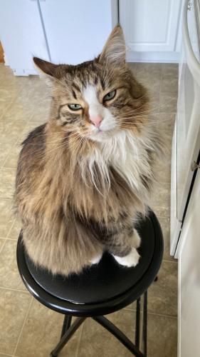 Lost Male Cat last seen Austin Bluffs and Bridle Pass, Colorado Springs, CO 80923