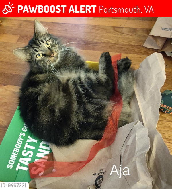 Lost Female Cat last seen Corell Ct and Felton Rd/Mimosa Rd, Portsmouth, Virginia, 23701, Portsmouth, VA 23701