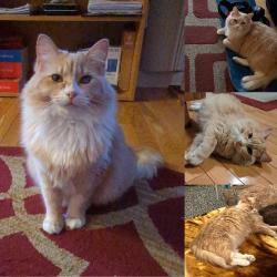 Lost Female Cat last seen Near S Foothill Drive Lakewood, CO, Lakewood, CO 80228