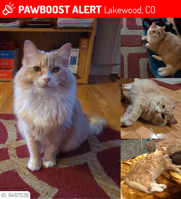 Lost Female Cat last seen Near S Foothill Drive Lakewood, CO, Lakewood, CO 80228