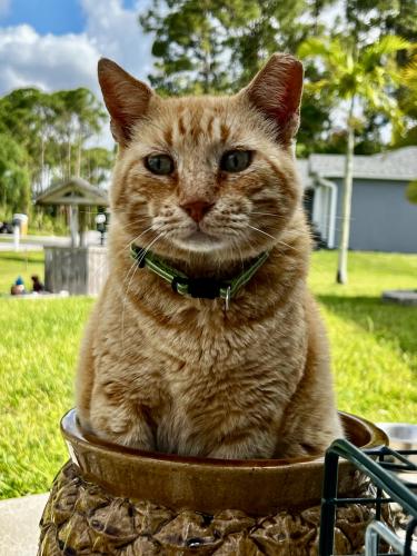 Lost Male Cat last seen Ivanhoe st, Palm Bay, FL 32907