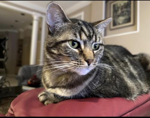 Lost Male Cat last seen Avenel Farm Drive and Chartwell Manor intersection in Potomac MD 20854, Potomac, MD 20854