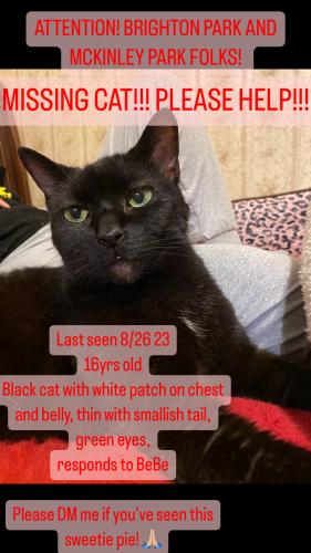 Lost Female Cat last seen 38th & California, Chicago, IL 60632
