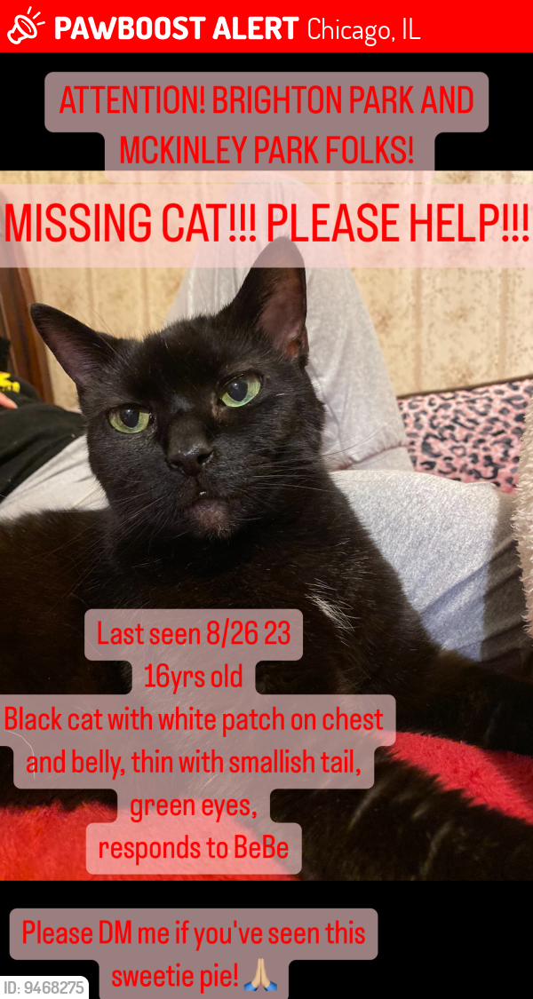 Deceased Female Cat last seen 38th & California, Chicago, IL 60632