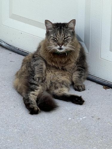 Lost Male Cat last seen Alachua and Ivanhoe nw, Palm Bay, FL 32907