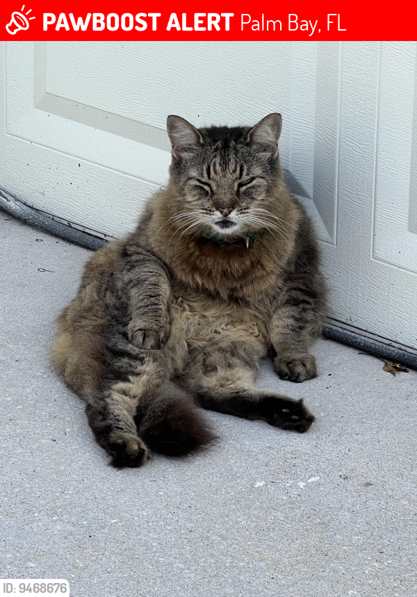 Lost Male Cat last seen Alachua and Ivanhoe nw, Palm Bay, FL 32907
