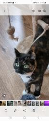 Lost Female Cat last seen Peel  brow est Ramsbottom , Ramsbottom, England BL0