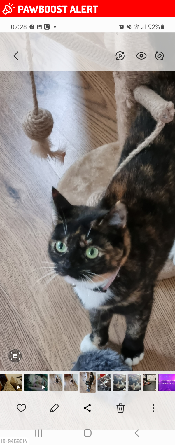 Lost Female Cat last seen Peel  brow est Ramsbottom , Ramsbottom, England BL0