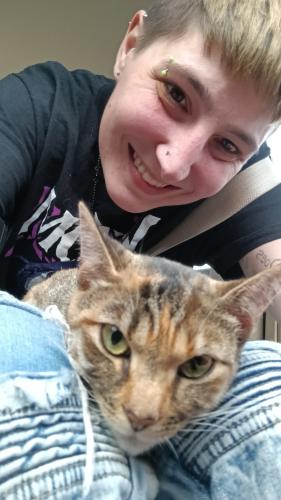 Lost Female Cat last seen Near n Park drive Ravenna Ohio , Barberton, OH 44203