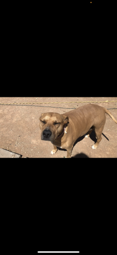 Lost Female Dog last seen 19th ave and Campbell , Phoenix, AZ 85015