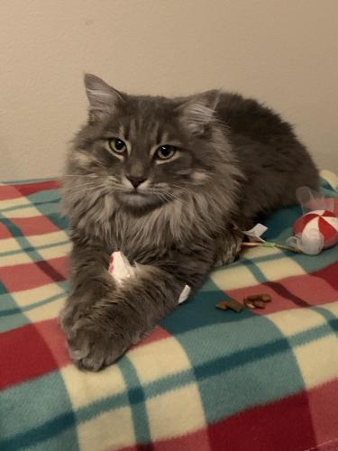 Lost Male Cat last seen Cliffshadows and Athenaville Ct, Las Vegas, NV 89129