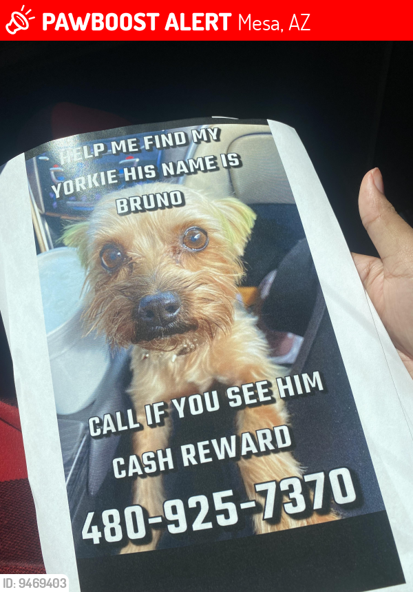 Lost Male Dog last seen Val vista and southern , Mesa, AZ 85204