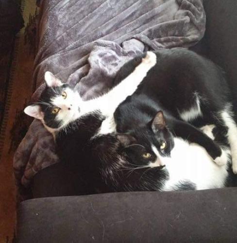 Lost Male Cat last seen 21st and Forest . Cat on left., Milwaukee, WI 53215
