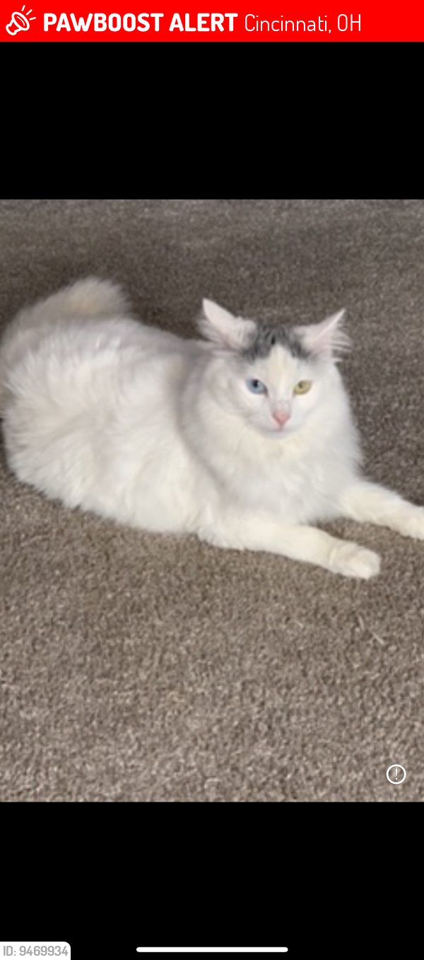 Cincinnati, OH Lost Male Cat, Meko Is Missing PawBoost