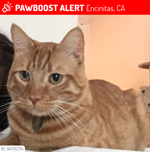 Lost Male Cat last seen Near Eugenie Ave., Encinitas, CA 92024-2326, Encinitas, CA 92024