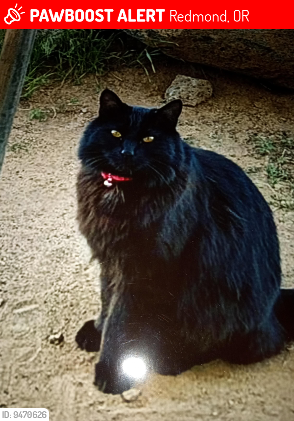 Lost Male Cat last seen sw27th st/indian ave  glaicer vista apts, Redmond, OR 97756