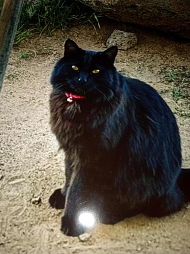 Lost Male Cat last seen sw27th st/indian ave  glaicer vista apts, Redmond, OR 97756