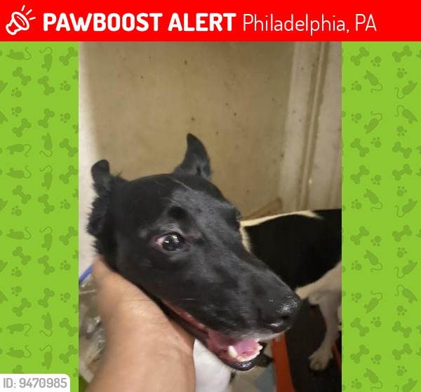 Lost Male Dog last seen lieper and 1373 sellers st, Philadelphia, PA 19124