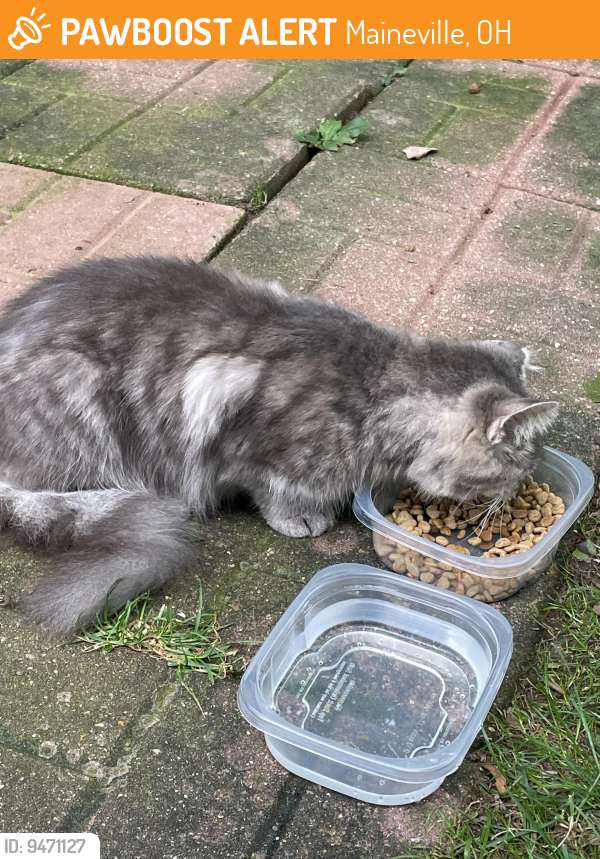 Rehomed Female Cat last seen Mulberry St and Broadway St Maineville OH, Maineville, OH 45039