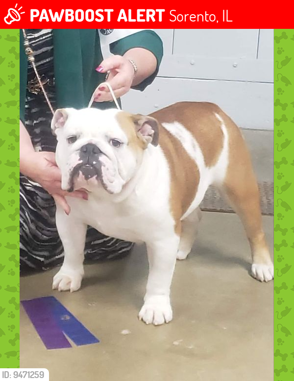 Lost Female Dog last seen Near Oak Rd. Sorento, Il 62086, Sorento, IL 62086