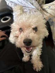 Lost Female Dog last seen Ruskin ln, Upper Darby, PA 19082
