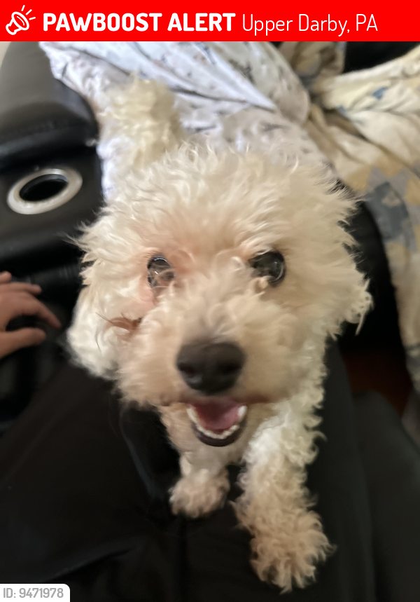 Lost Female Dog last seen Ruskin ln, Upper Darby, PA 19082