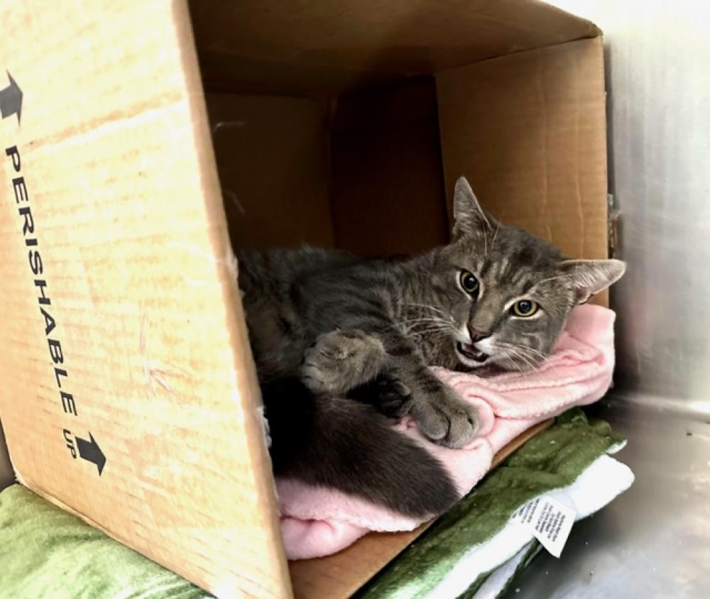 Shelter Stray Male Cat last seen BOSTON, Boston, MA 02130