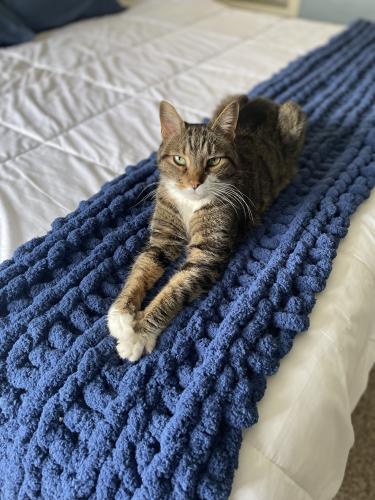 Lost Male Cat last seen 30th and 3rd Ave N , Great Falls, MT 59401