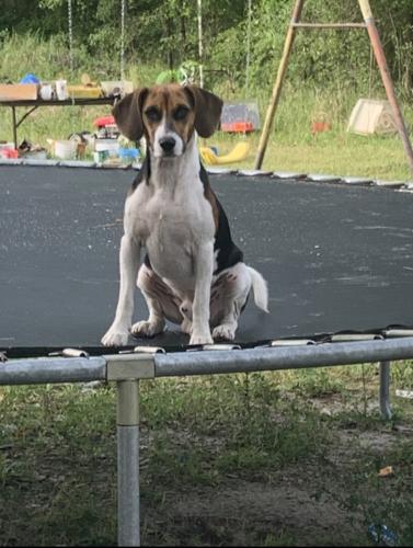 Lost Male Dog last seen Bloxham Cuttoff Rd, Crawfordville, FL 32327