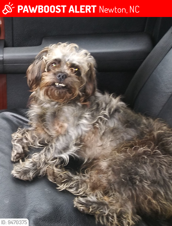 Lost Male Dog last seen Near long drive newton, Newton, NC 28658