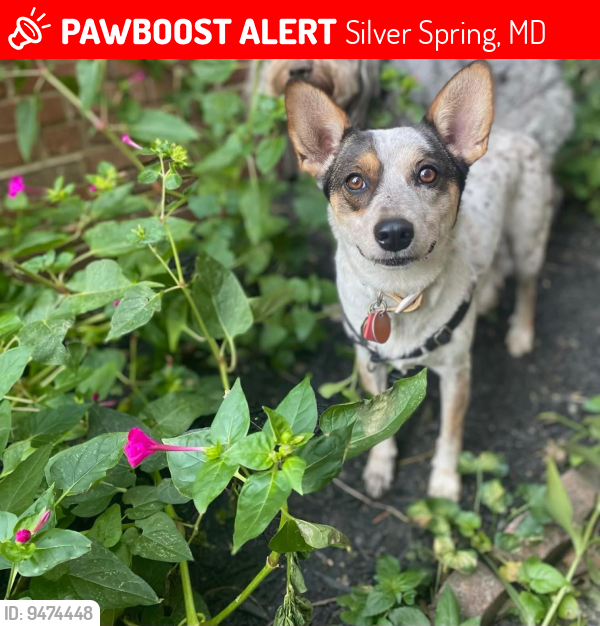 Lost Female Dog last seen Opal a memorial park , Silver Spring, MD 20910