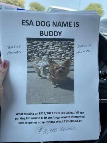 Lost Male Dog last seen Walnut hill Ln Los colinas tx, Irving, TX 75039