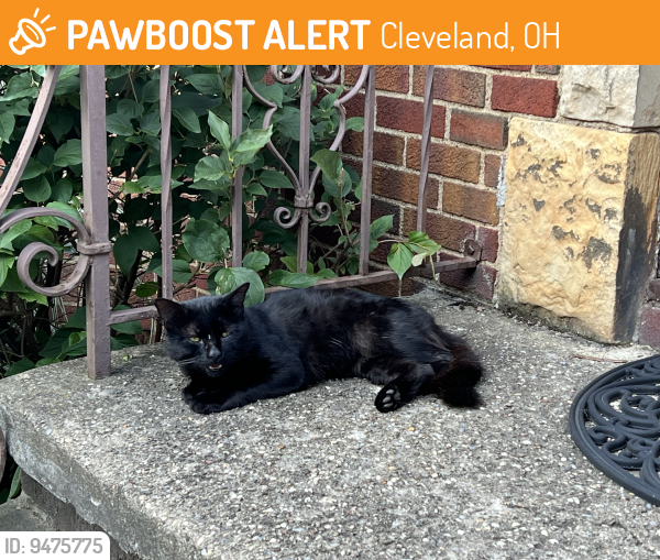 Found/Stray Unknown Cat last seen W 162, Alden and Fischer , Cleveland, OH 44111