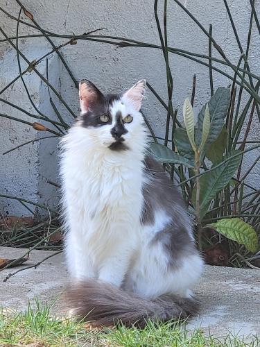Lost Female Cat last seen Oak Street, between 11th and Euclid in Santa Monica, Santa Monica, CA 90405