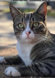 Reunited Male Cat last seen Kenyon ave. , Los Angeles, CA 90066