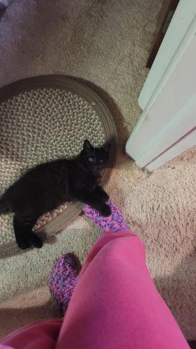 Lost Male Cat last seen Meyers and maizeland rd, Colorado Springs, CO 80909