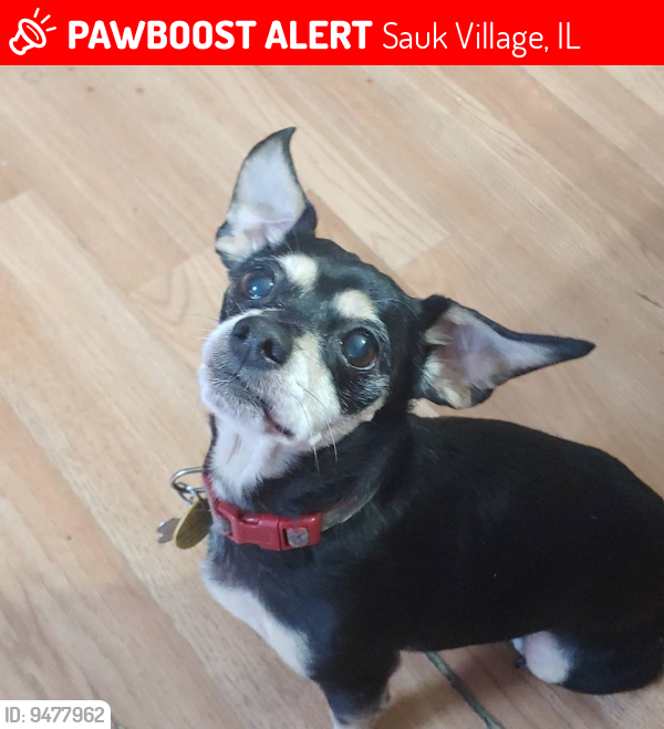 Lost Male Dog last seen Torrence and Candlelight Drive, Sauk Village, IL 60411