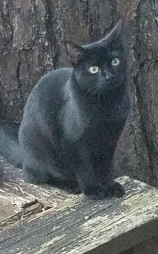 Lost Female Cat last seen Cross Streets of Little Willeow Rd. and Timber Ridge Rd., Marietta, GA 30068