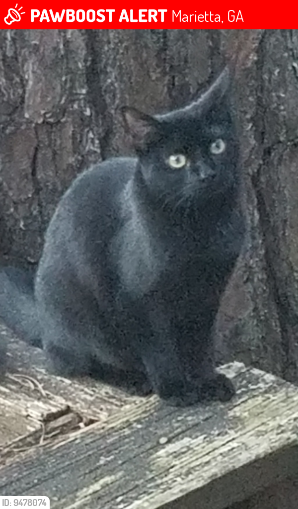 Lost Female Cat last seen Cross Streets of Little Willeow Rd. and Timber Ridge Rd., Marietta, GA 30068