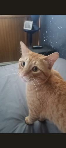 Lost Male Cat last seen St. Mary's hosp, Duluth, MN 55805