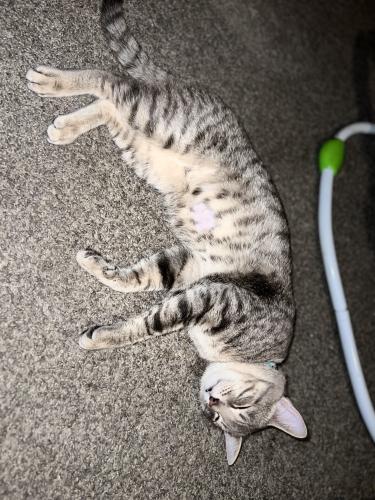 Lost Male Cat last seen Washington , Milwaukee, WI 53204