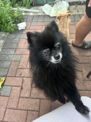 Lost Male Dog last seen Near s woos st , Chicago, IL 60609