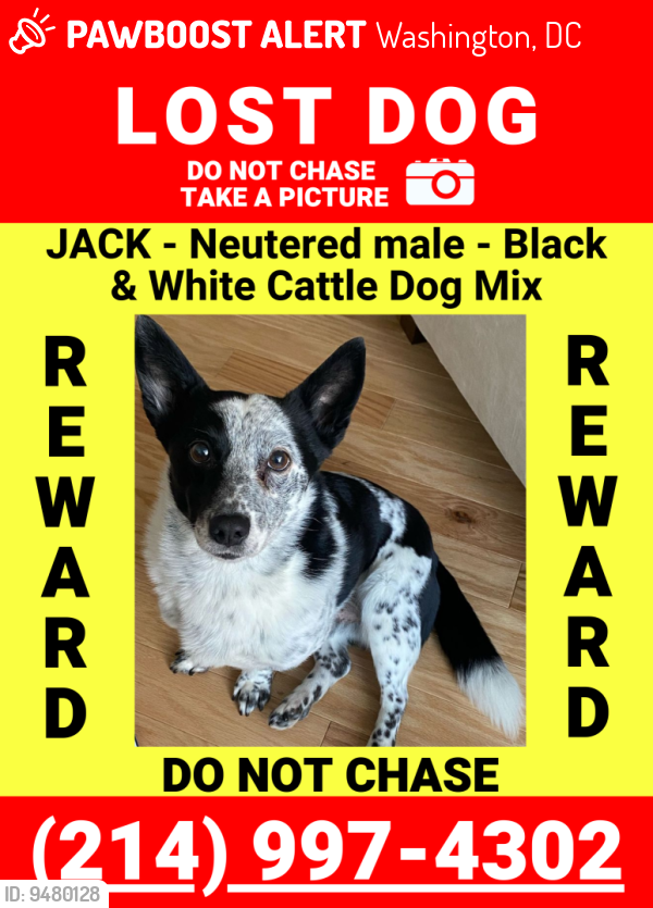 Lost Male Dog last seen Oriole Ln & Dove Drive , Washington, DC 20009