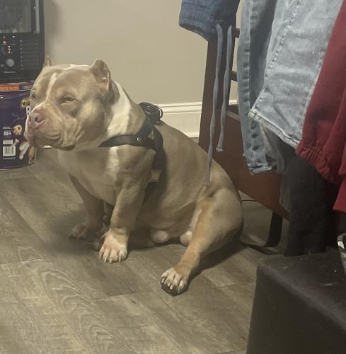Lost Male Dog last seen WABASH and 141st st, Riverdale, IL 60827