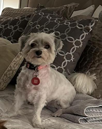 Lost Female Dog last seen Henley Drive and Belville Blvd, Naples, FL 34104