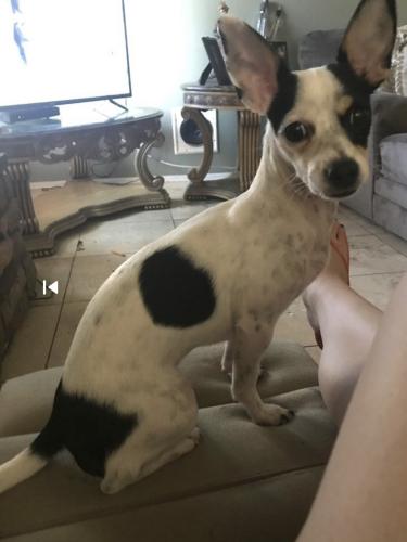Lost Female Dog last seen 85th Ave and Camelback , Glendale, AZ 85303