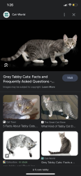 Lost Female Cat last seen S Main st, Mishawaka, IN 46545
