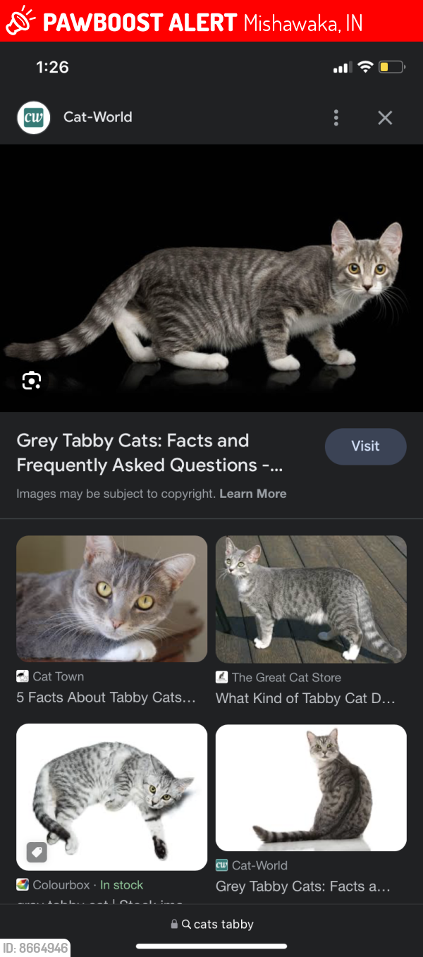 Lost Female Cat last seen S Main st, Mishawaka, IN 46545
