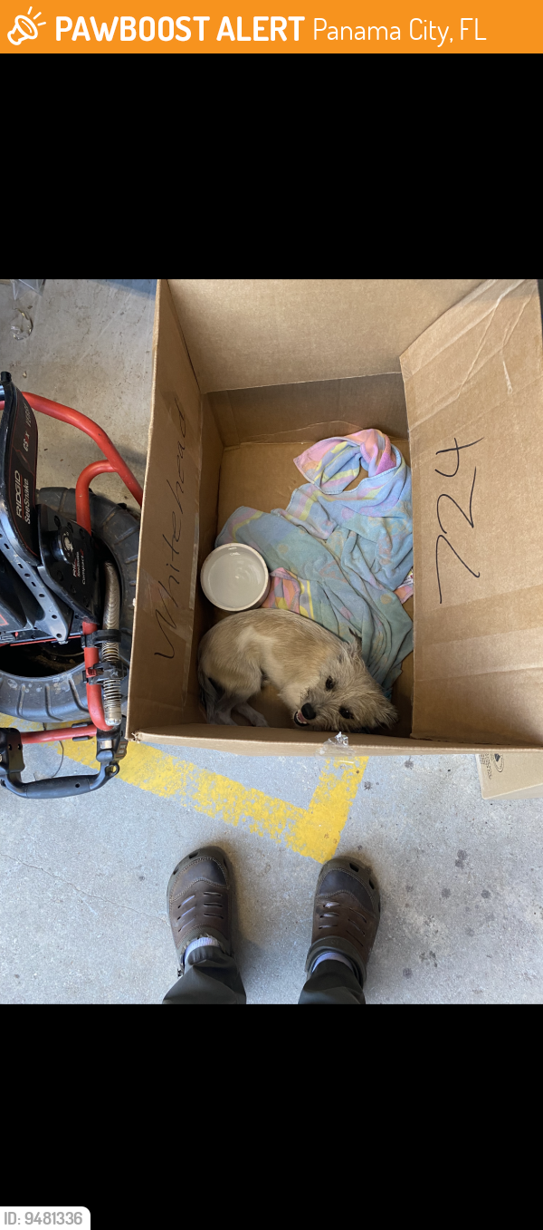 Found/Stray Male Dog last seen frankford ave, Panama City, FL 32405