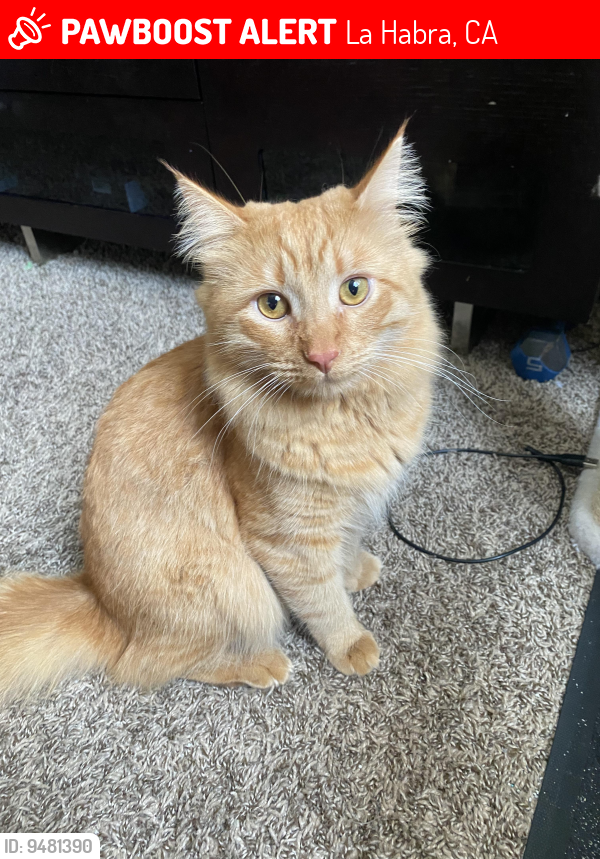 Lost Male Cat last seen La Habra Blvd and Valencia St, La Habra, CA 90631
